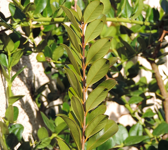 Psidium cattleianum Sab. : feuilles oppos�es d�cuss�es (aspect g�n�ral du rameau)
