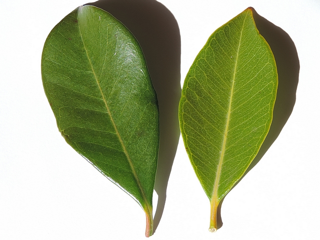 Psidium cattleianum Sab. : comparaison des feuilles (esp�ce type, � gauche ; vari�t� � fruits jaunes, � droite)