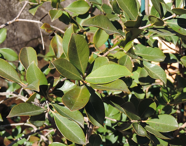 Psidium cattleianum Sab. : comparaison couleur des feuilles esp�ce type et vari�t� � fruits jaunes