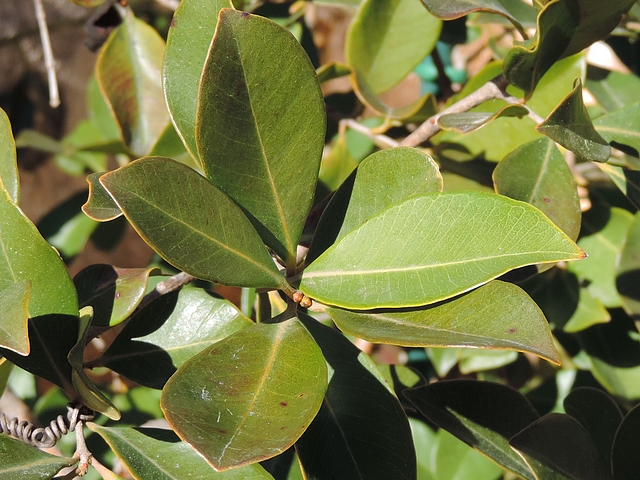 Psidium cattleianum Sab. : comparaison couleur des feuilles esp�ce type et vari�t� � fruits jaunes