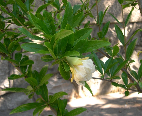 Punica granatum : vari�t� d'ornement st�rile � fleurs blanches