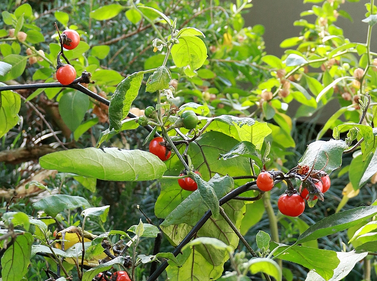 Solanum uporo Dunal (jardin botanique Wilhelma-Stuttgart).