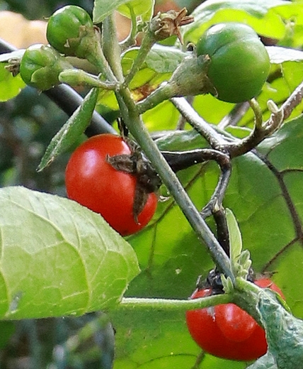 Fruits de Solanum uporo Dunal (jardin botanique Wilhelma-Stuttgart).