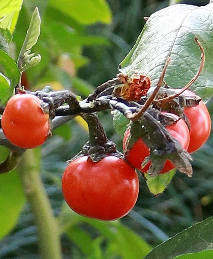 Fruits de Solanum uporo Dunal (jardin botanique Wilhelma-Stuttgart).