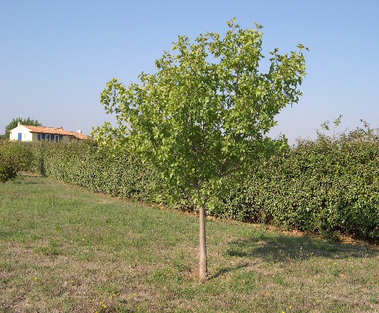 Pistachier (Pistacia vera) m�le �g� de douze ans