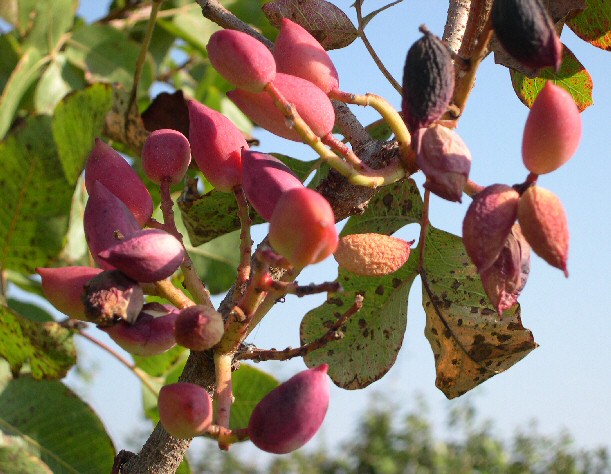 Fructification du pistachier (Pistacia vera) 