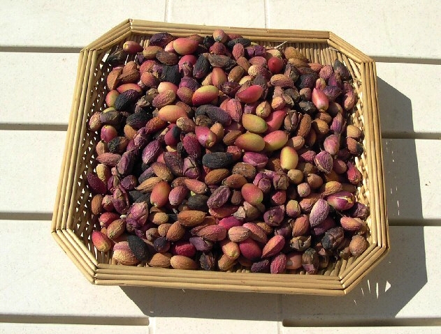 R�colte de pistaches (fruits de Pistacia vera)