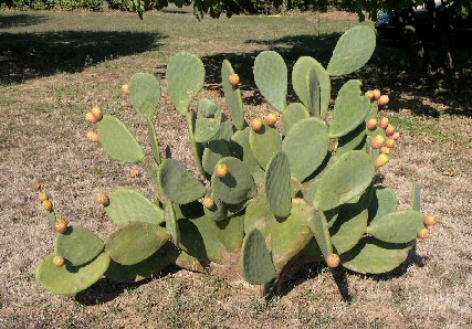 Opuntia ficus-indica �g� de neuf ans plant� en terre lourde
