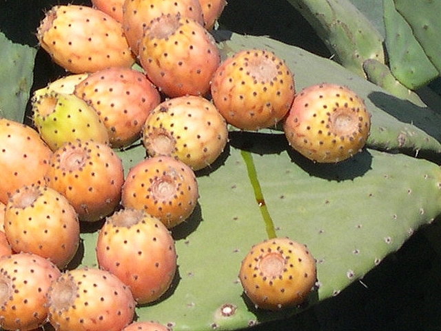 Opuntia ficus-indica : trace de fruit qui coule sur raquette