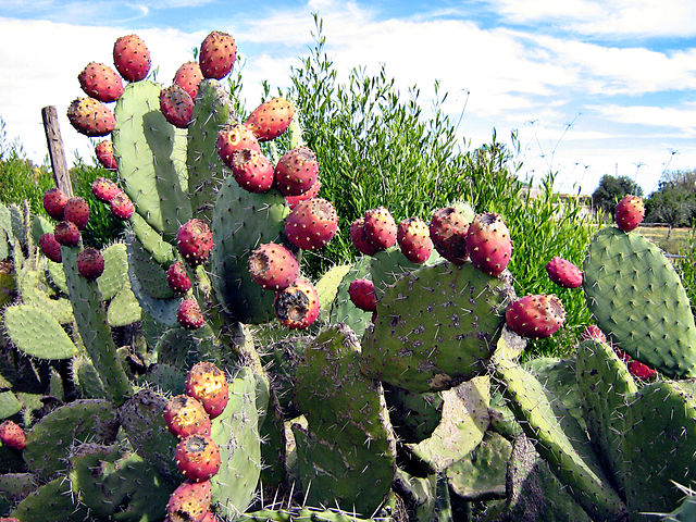 Opuntia ficus-indica : vari�t� �pineuse � fruits rouges