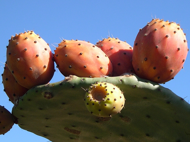 Opuntia ficus-indica : fruits de la vari�t� inerme � fruits oranges