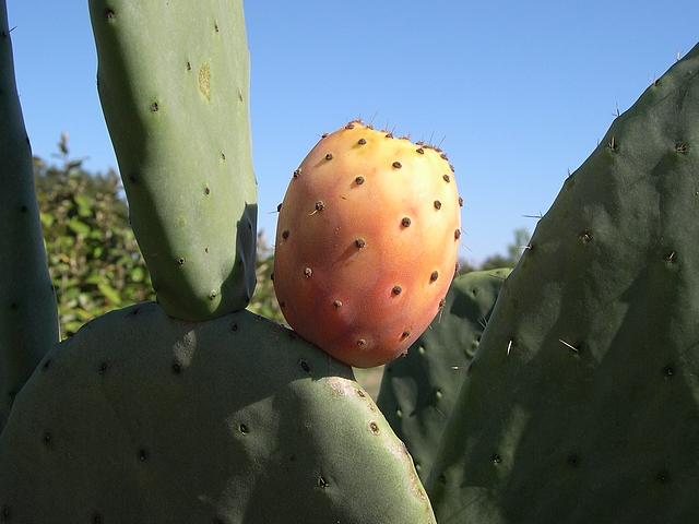 Opuntia ficus-indica : fruits de la vari�t� inerme � fruits oranges