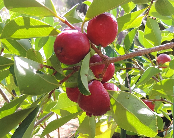 Goyavier de Cattley : fruits (esp�ce type)