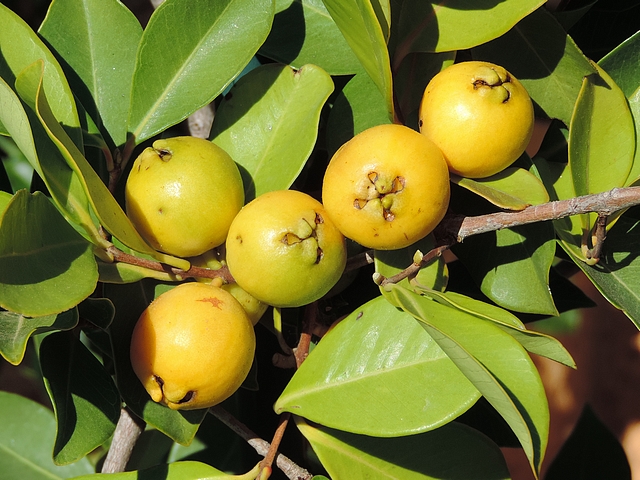 Goyavier de Cattley (vari�t� � fruits jaunes)