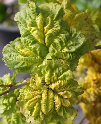 Morus alba 'Ho'o' (feuilles)
