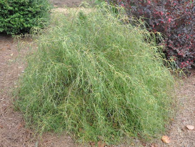 Morus alba 'Itoguwa'