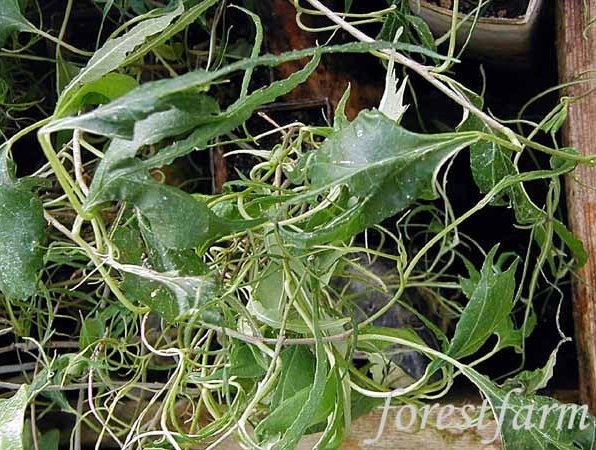 Morus alba 'Itoguwa'