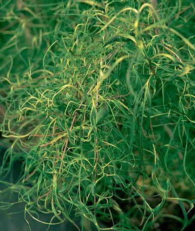 Morus alba 'Itsoguma'
