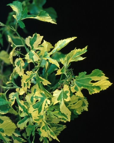 Morus alba 'Paper Dolls' (feuille laciniées)
