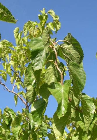 Morus alba var. contorta