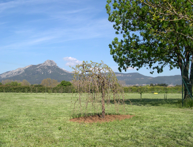 Morus alba var. pendula en demi-tige (période de débourrement)