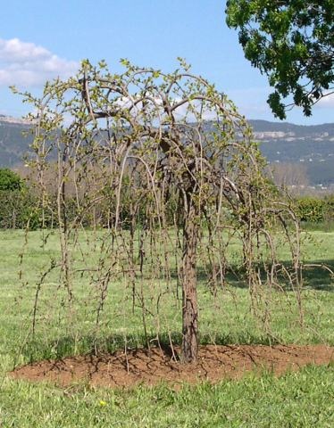 Morus alba var. pendula en demi-tige (période de débourrement)