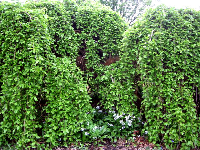 Morus alba var. pendula en haute-tige (groupe de sujets, Londres)