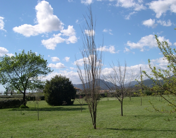 Morus alba var. pyramidalis en fin d'hiver