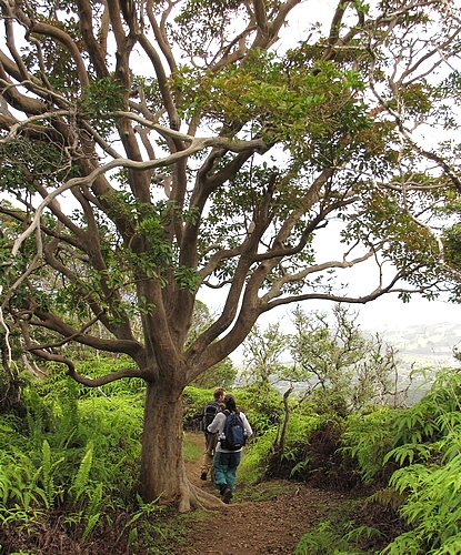 Psidium cattleianum Sab. : sp�cimen �g� (Hawa�)
