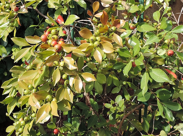 Psidium cattleianum Sab. : croissance en largeur ; fructification en cours de d�veloppement
