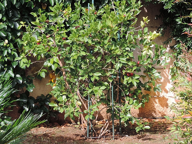 Psidium cattleianum Sab. : touffe mixte (fruits rouges et jaunes), � l'angle de deux murs