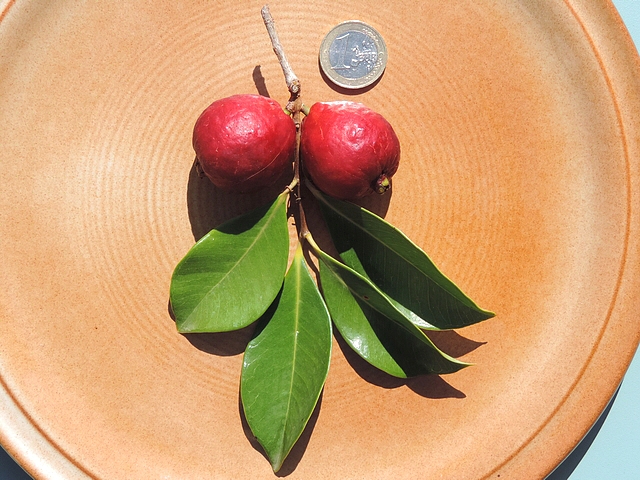 Psidium cattleianum Sab. : feuilles et fruits (esp�ce type)