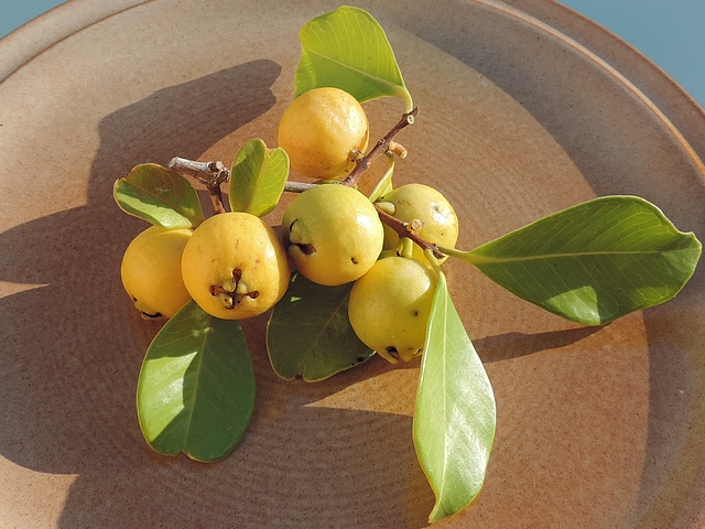 Psidium cattleianum var. lucidum Hort. : feuilles et fruits