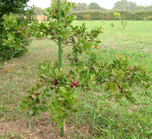 Psidium cattleianum Sab. : jeune sujet