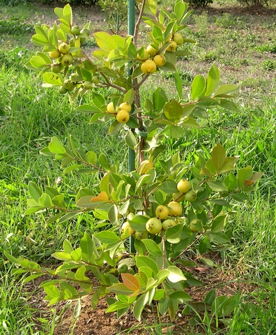 Psidium cattleyanum var. lucidum Hort. : jeune sujet en fruits