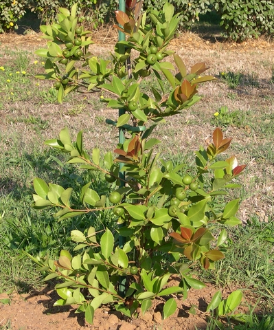 Psidium cattleyanum var. lucidum Hort. : jeune sujet avec fruits non m�rs