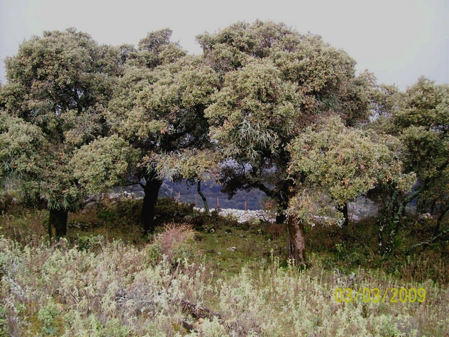 Quercus ilex L. : forme en tronc unique, Espagne