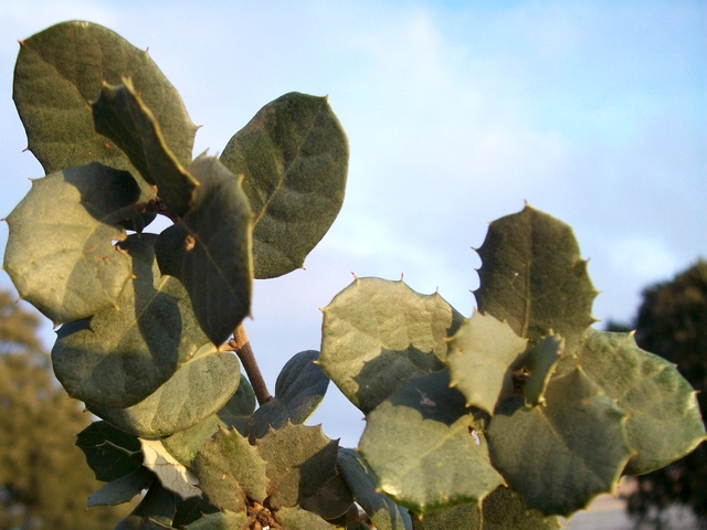 Quercus ilex var. ballota : feuilles (sp�cimen 2 )