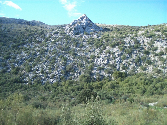 Quercus ilex subsp. ballota : populations sur les montagnes arides de la Sierra de Ronda, en Espagne
