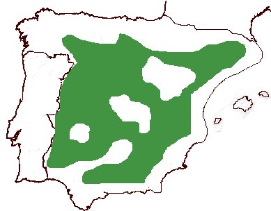 Quercus ilex subsp. ballota : distribution en Espagne