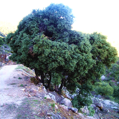 Quercus ilex subsp. ballota : forme en touffe, Espagne