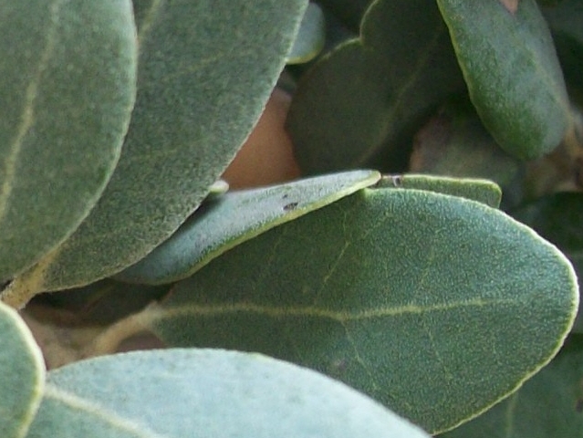 Quercus ilex subsp. ballota : les feuilles ont la face sup�rieure pubescente