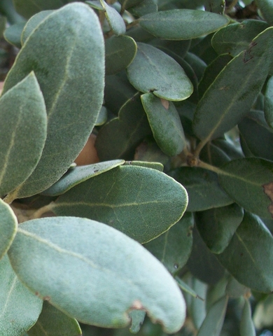 Quercus ilex subsp. ballota : feuilles (sp�cimen 1)