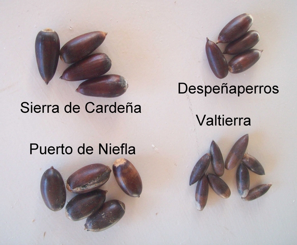 Quercus ilex subsp. ballota : quatre vari�t�s locales de glands doux
