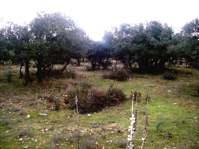 Dehesa dans le sud de l'Espagne (ici Quercus ilex L. en taillis)