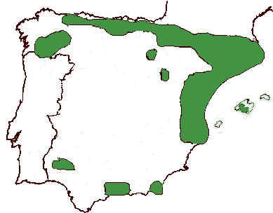 Quercus ilex : distribution en Espagne