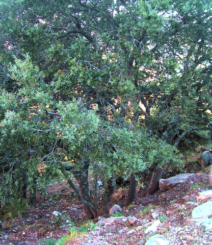 Quercus ilex : forme en taillis, Espagne
