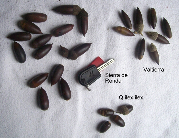 Quercus ilex subsp. ballota : les glands sont plus longs et plus effil�s que ceux de Quercus ilex L.