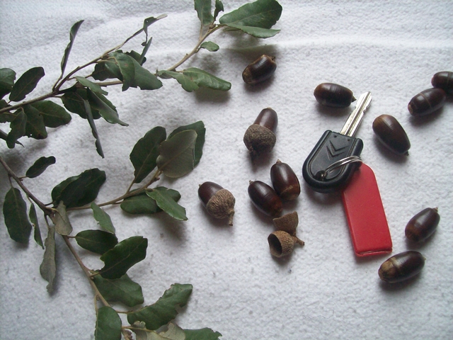 Quercus ilex L. : feuilles et glands