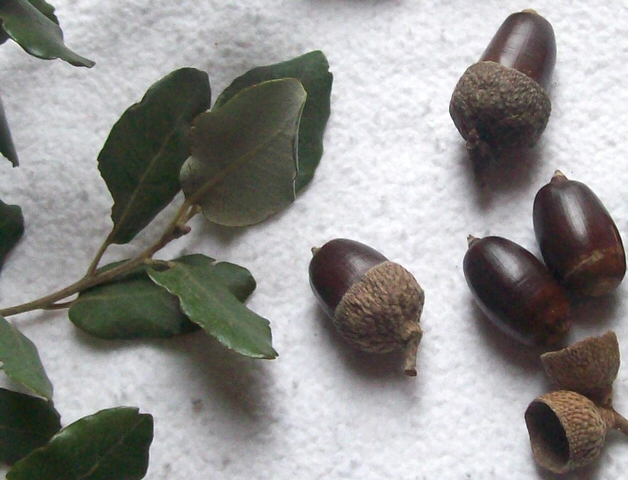 Quercus ilex L. : feuilles et glands (astringents)
